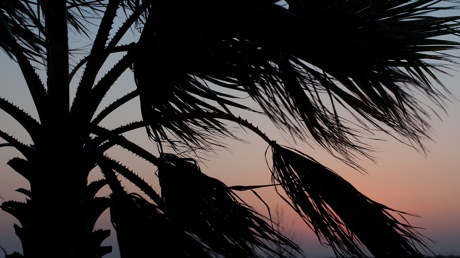 Urlaub mit Palmen