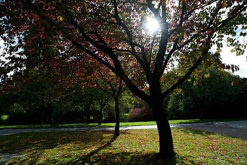Herbstlicht im Park