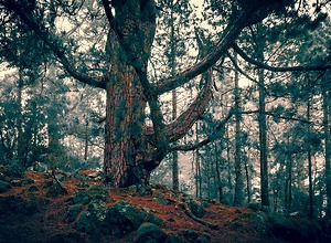 Der Baum im Märchenwald