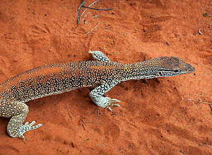 Großer Gecko