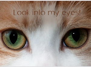 Funny photo card - Look into my eyes