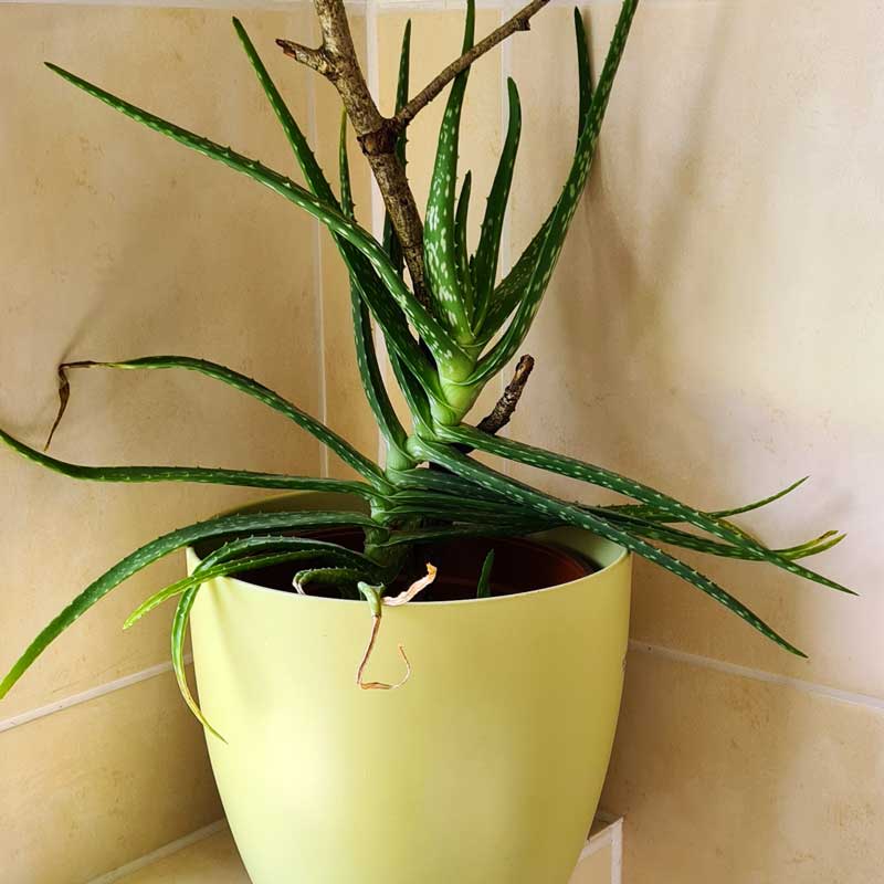 Aloe vera