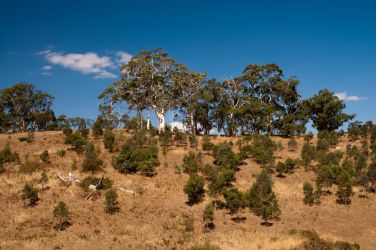 Ein Hügel in den Adelaide Hills