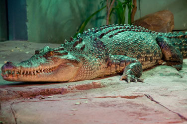 Alligator im Sydney Aquarium