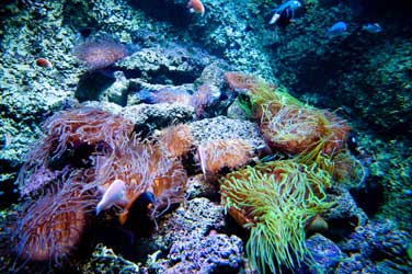 Sydney Aquarium