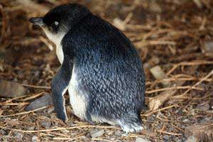 Ein Zwergpinguin auf The Nobbies auf Phillip Island