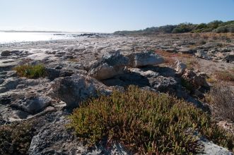 Am Wasser im Coorong National Park