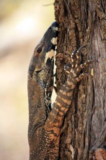 Riesige Echse im Mount Remarkable National Park