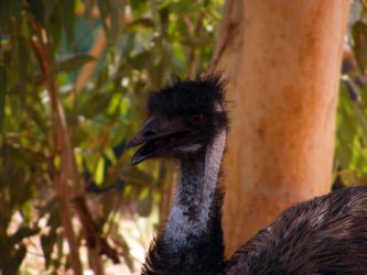 Ein Emu