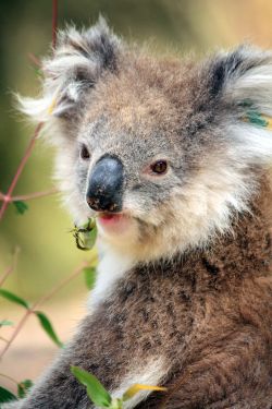 Koala im Eukalyptusbaum