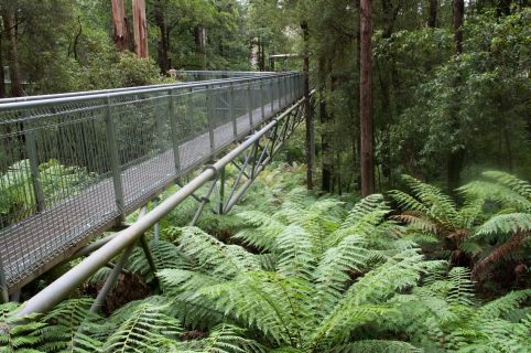 Am Start des Otway Fly Tree Top Walk