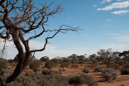 Rote Landschaft im Outback