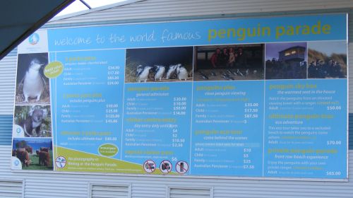 Phillip Island Penguin Parade