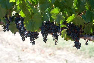 Planzen im Weinbaugebiet