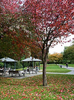 Bunte Bäume im Park