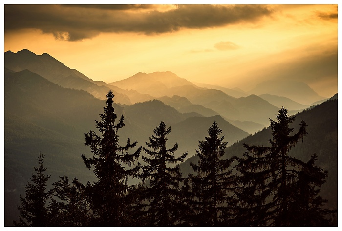 Über den Silhouetten der Berge legt sich das goldene Licht der Abendsonne. Nebelschleier füllen die Täler, während dunkle Fichten den Vordergrund rahmen – ein Moment zeitloser Ruhe in den Alpen.