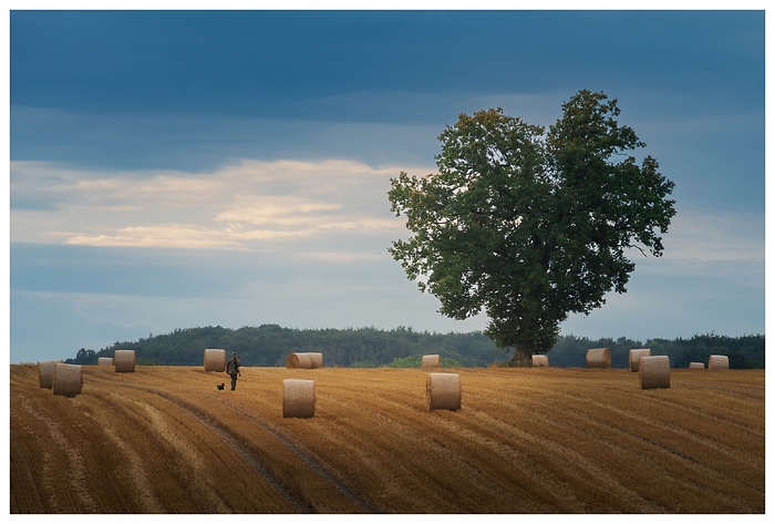 Blick über ein großes Feld mit Rundballen und einer wunderschönen Eiche