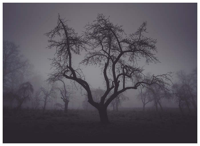 Ein einzelner Baum erhebt sich wie eine düstere Gestalt aus dem morgendlichen Nebel. Die knorrigen Äste, fast wie aus einem Märchen, wirken geheimnisvoll und ruhig zugleich – eine stille Szene, in der die Natur ihre mystische Seite zeigt.