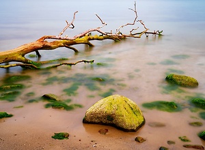 Baum im Wasser am Ostseestrand