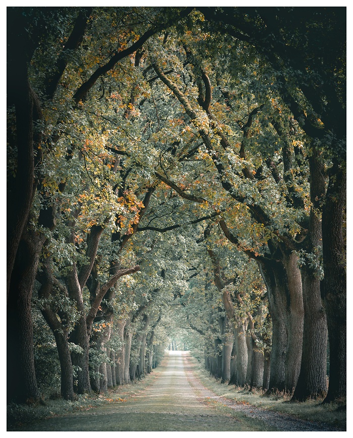 Die Kirchlintelner Allee, ausgezeichnet als „Allee des Jahres 2015“, zeigt sich hier in ihrer ganzen Pracht. Alte, mächtige Eichen bilden einen natürlichen Tunnel, der den Blick in die Ferne lenkt. Das sanfte Licht und die beginnenden Herbstfarben verleihen dieser historischen Landschaft ein märchenhaftes Flair.