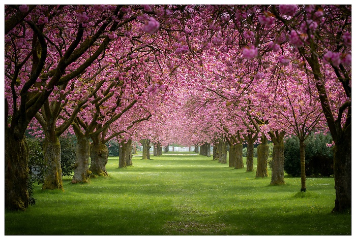 Baumreihe mit traumhaften Kirschblüten leuchten in rosa pink