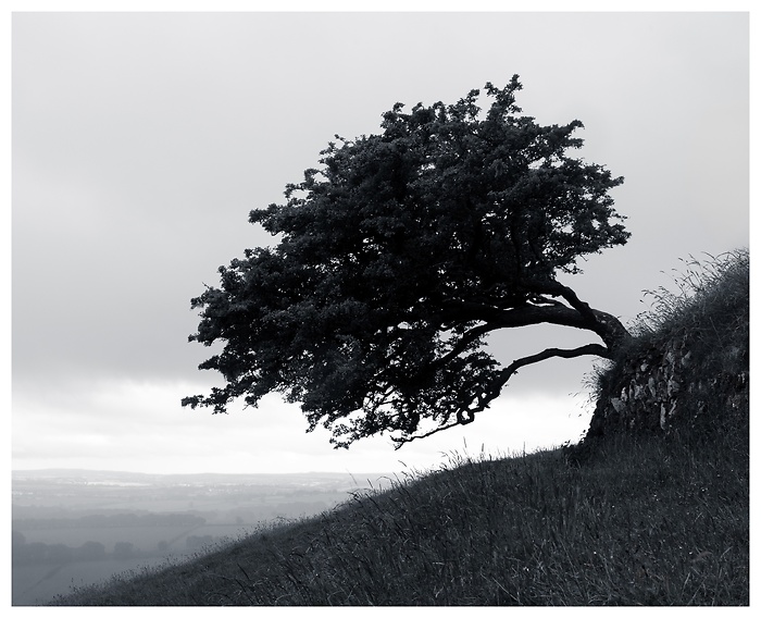 Blick auf einen schiefen Baum, der an einem schräg an einem Hang wächst