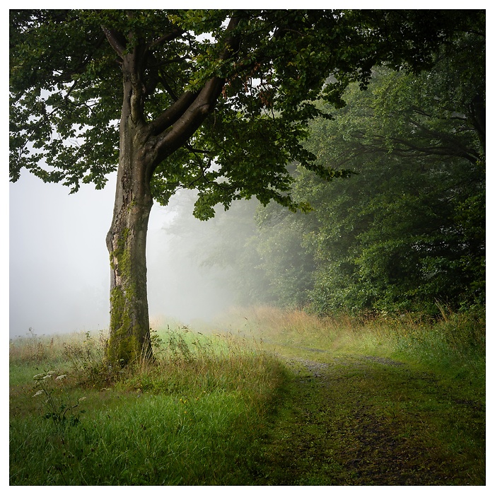 Ein einzelner Baum am Waldrand markiert den Beginn eines stillen Pfads, der sich im morgendlichen Nebel verliert. Die feuchte Luft und das diffuse Licht schaffen eine geheimnisvolle, fast träumerische Atmosphäre.
