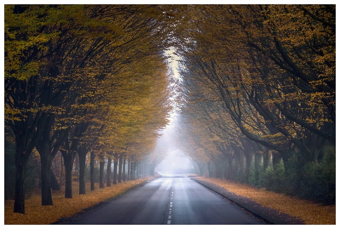 Eine Allee in sanftem Nebel – das warme Gold der Herbstblätter wölbt sich wie ein Tor über der Straße. Der Blick verschwindet im diffusen Licht der Ferne, wo sich Stille und Bewegung, Jahreszeit und Vergänglichkeit berühren.