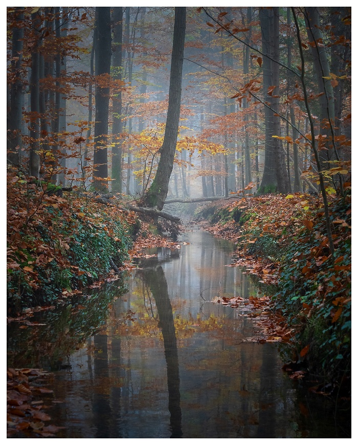 Ein schmaler Bach zieht sich leise durch den herbstlichen Wald. Nebel liegt zwischen den St&auml;mmen, w&auml;hrend gefallene Bl&auml;tter das Wasser s&auml;umen und sich in der Oberfl&auml;che spiegeln. Eine Szene voller Ruhe, Melancholie und sanfter Verg&auml;nglichkeit.