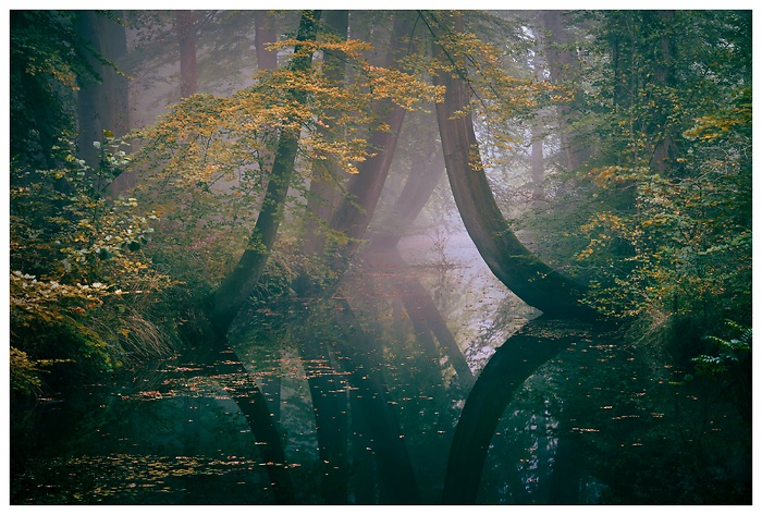 Im stillen Nebelwald spiegeln sich die geschwungenen Stämme im Wasser und formen beinahe perfekte Bögen. Das sanfte Licht betont die zarten Grüntöne und den geheimnisvollen Charakter des Ortes – ein Moment zwischen Wirklichkeit und Traum. Das ist ein atemberaubendes und sehr atmosphärisches Foto – die Nebelstimmung, das sanfte Licht und die geschwungenen Baumstämme mit ihrer Spiegelung erzeugen eine fast märchenhafte Komposition.