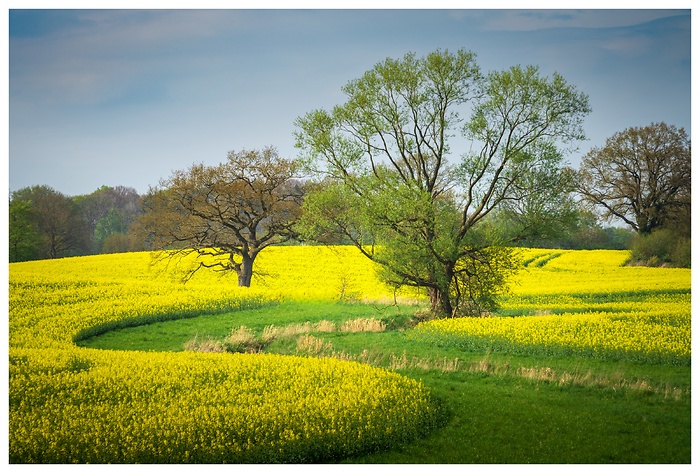 Eine Kurve aus Gras durch ein wunderschönes gelbes Rapsfeld