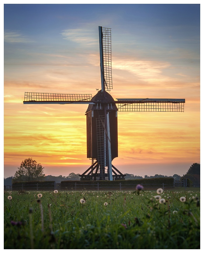 Eine historische Windmühle steht silhouettenhaft vor einem leuchtenden Sonnenuntergang. Das warme Abendlicht färbt Himmel und Landschaft in goldene Töne, während eine ruhige Wiese im Vordergrund den Moment der Stille einfängt.