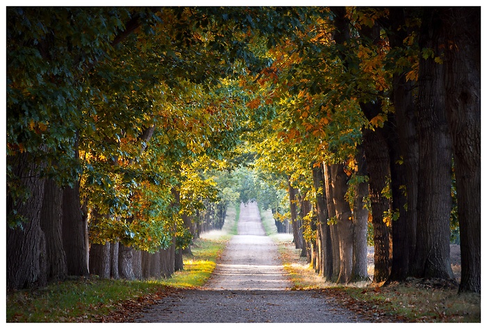 Die Bäume formen ein goldenes Dach über der Straße, während der Nebel die Ferne verschluckt und den Blick in ein sanftes, geheimnisvolles Licht führt. Eine herbstliche Allee voller Ruhe, Tiefe und stiller Magie.