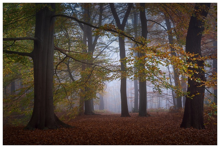 Ein leiser Nebel legt sich &uuml;ber den herbstlichen Wald und verwandelt das Licht in einen sanften Schleier. Die B&auml;ume wirken wie W&auml;chter der Stille, und zwischen goldenem Laub und k&uuml;hler Luft entsteht dieser Moment voll Ruhe und Melancholie. Dieses Bild strahlt eine stille, geheimnisvolle Herbstatmosph&auml;re aus &ndash; das Nebellicht, die weichen Farben und die majest&auml;tischen Buchen schaffen ein Gef&uuml;hl von Tiefe und Ruhe.