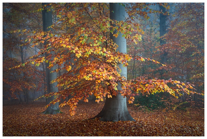 Zwischen sanftem Nebel und goldenem Laub zeigt der Wald sein leuchtendes Herbstgewand. Die kräftigen Farben der Buche wirken fast wie gemalt – ein Moment stiller Schönheit, in dem der Herbst seine ganze Poesie entfaltet.