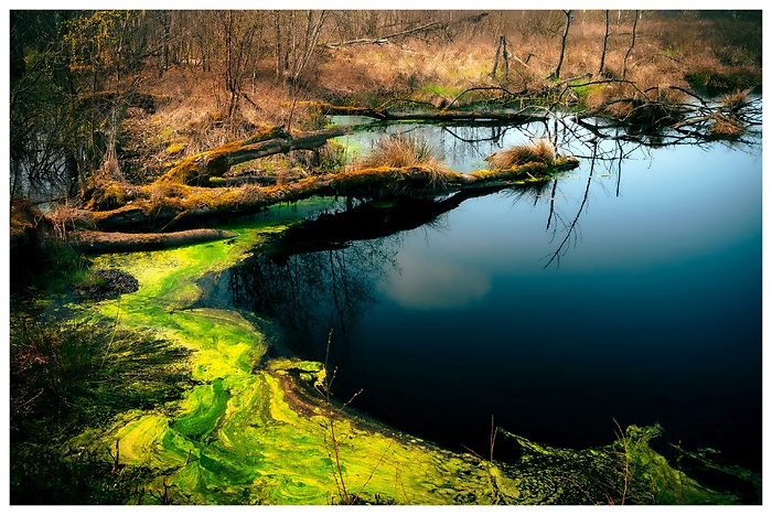 Blick auf eine Wasserfläche mit grünem Schleim und moosbewachsenen Bäumen im Quickborner Himmelmoor
