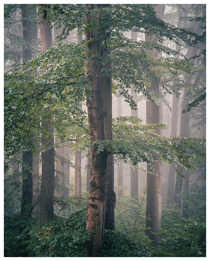 Ein dichter Buchenwald im Nebel – das weiche Licht und die feuchte Stille verleihen der Szene eine beinahe mystische Ruhe. Die Perspektive lässt den Blick in die Tiefe wandern, während das frische Grün im Vordergrund lebendig wirkt.