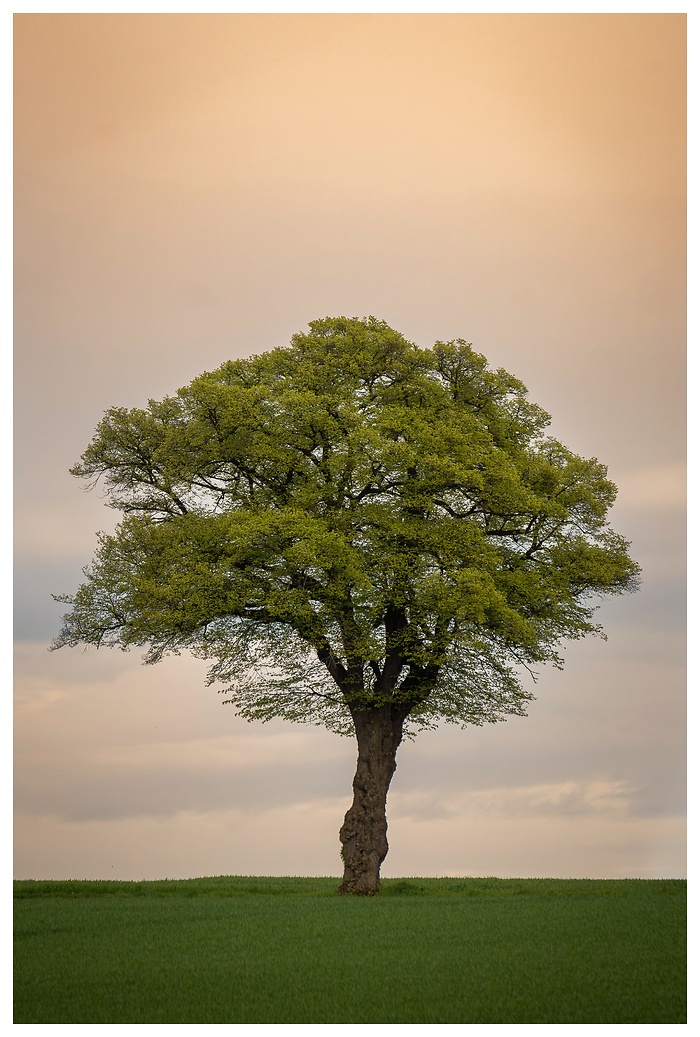 Ein einzelner Baum – fest verwurzelt, still und stark.
Manchmal braucht es nicht mehr als einen Moment der Ruhe, um das Wesentliche zu erkennen.
