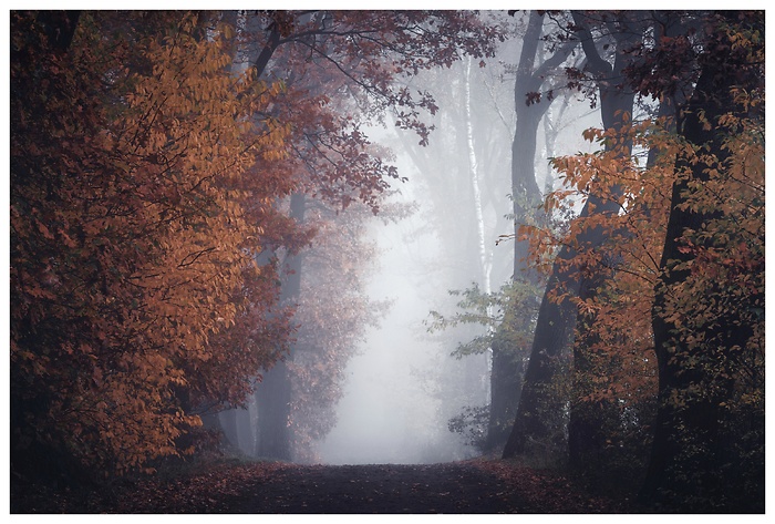 Zwischen leuchtendem Herbstlaub und dichten Nebelschwaden verschwindet der Weg in die Stille. Das warme Orange der Bl&auml;tter steht im Kontrast zur k&uuml;hlen, sanften Atmosph&auml;re &ndash; ein Moment, in dem der Herbst seine melancholische Sch&ouml;nheit zeigt.