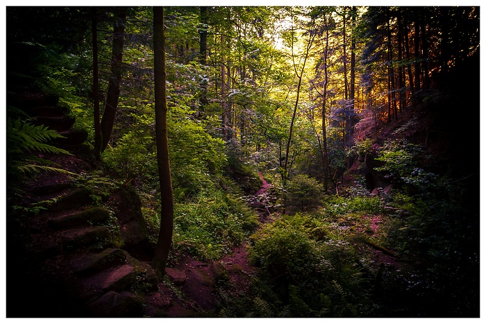 Der schmale Pfad führt eine Treppe hinunter mitten durch den dunklen Wald