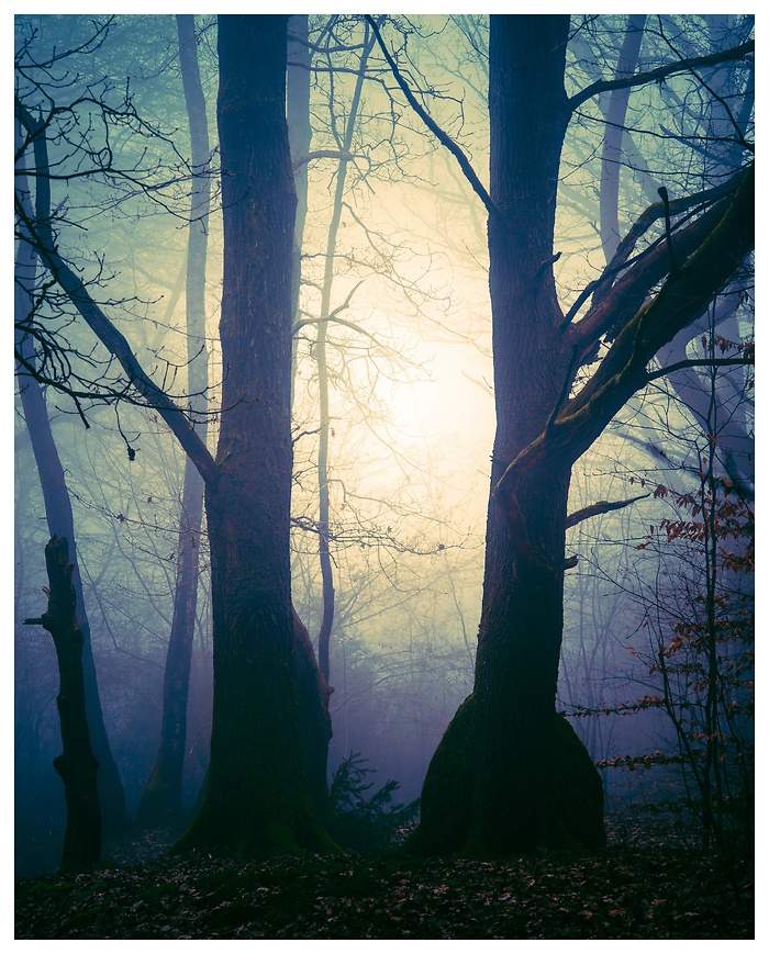 Blick auf die Sonne zwischen zwei wunderschönen Bäumen im Wald bei Nebel