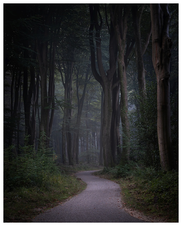 Ein schmaler Pfad windet sich durch den dunklen Buchenwald, umgeben von sanftem Nebel und gedämpftem Licht. Die Szene wirkt wie ein Eingang in eine andere Welt – ruhig, geheimnisvoll und voller Erwartung. Dieses Foto hat eine wunderschön geheimnisvolle Stimmung – der kurvige Weg, das gedämpfte Licht und die hohen Baumstämme ziehen den Blick förmlich in den Wald hinein.
