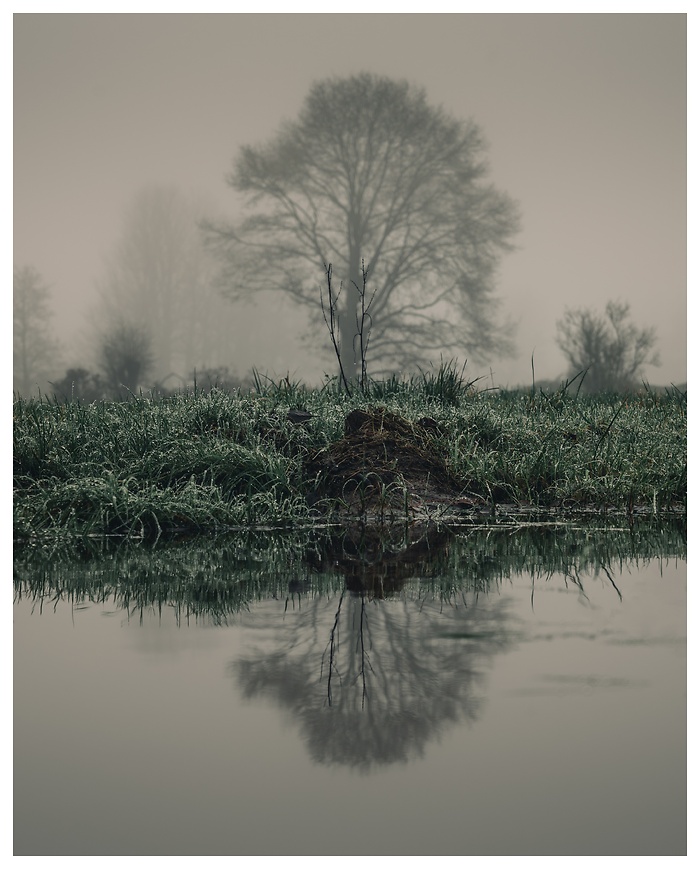 Ein nebliger Morgen, an dem sich die Natur im Wasser spiegelt wie in einem alten Traum. Das sanfte Licht, die frostige Wiese und der stille Baum am Horizont erzeugen eine beruhigende, fast meditative Atmosphäre.