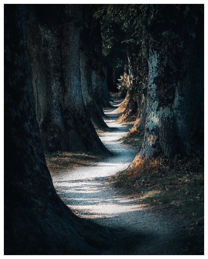 Ein schmaler, von Licht und Schatten durchzogener Weg schlängelt sich zwischen mächtigen Baumstämmen hindurch. Die Ruhe und Abgeschiedenheit dieses Ortes verleihen ihm eine fast geheimnisvolle Atmosphäre.