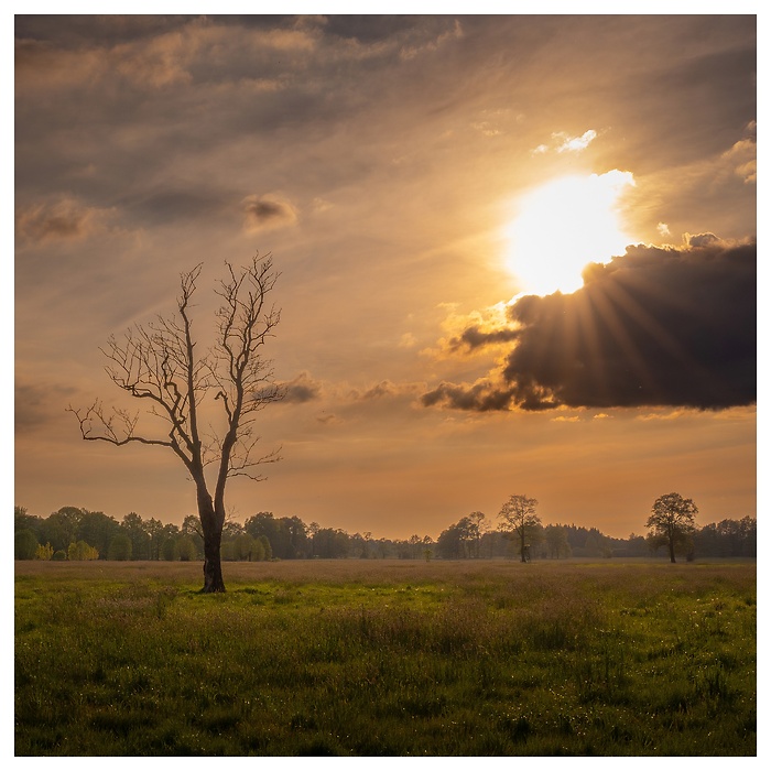 Ein einzelner Baum, das goldene Licht der untergehenden Sonne und eine friedliche Weite – manchmal sagt die Natur mehr als tausend Worte.