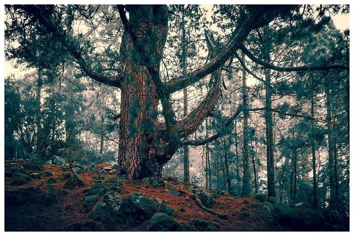 Blick auf einen besonders markanten Baum im Märchenwald bei Organos auf Teneriffa