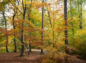 Herbstwald in Bad Urach