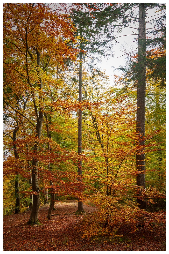 Blick auf bunte, leuchtende Herbstbäume am Wanderweg in der Schwäbischen Alb.