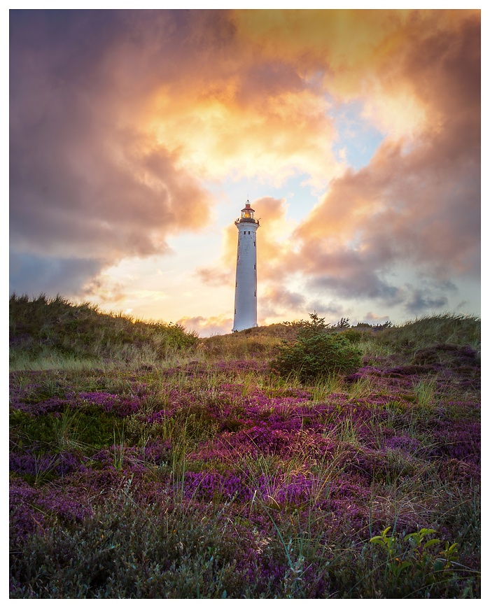Inmitten der blühenden Heide erhebt sich dieser dänische Leuchtturm majestätisch vor einem dramatischen Abendhimmel. Ein stiller Wächter über Dünen und Farben – und ein magischer Ort für alle, die die nordische Natur lieben.