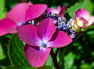 Nahaufnahme einer Hortensie